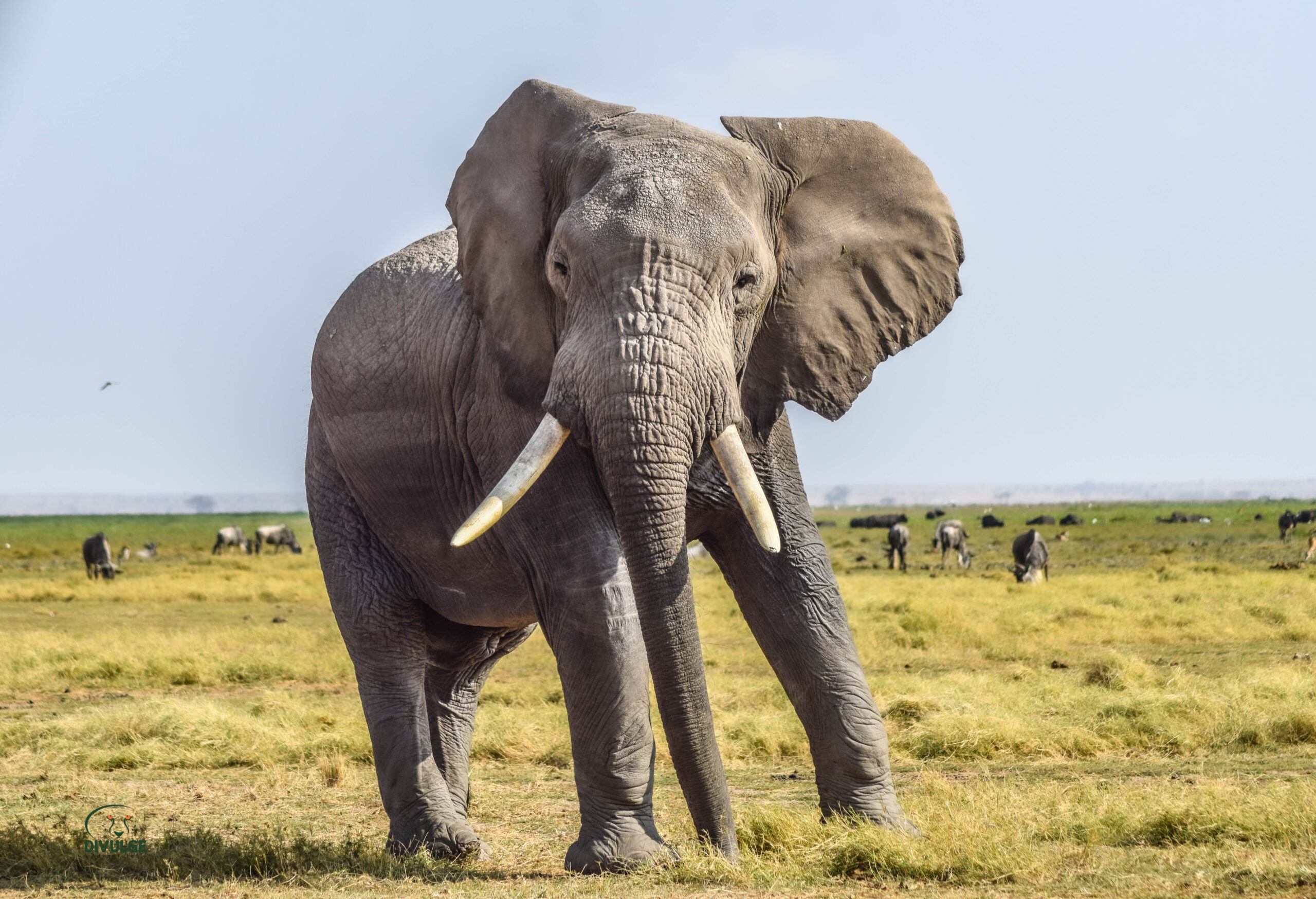amboseli national park-divulge adventures