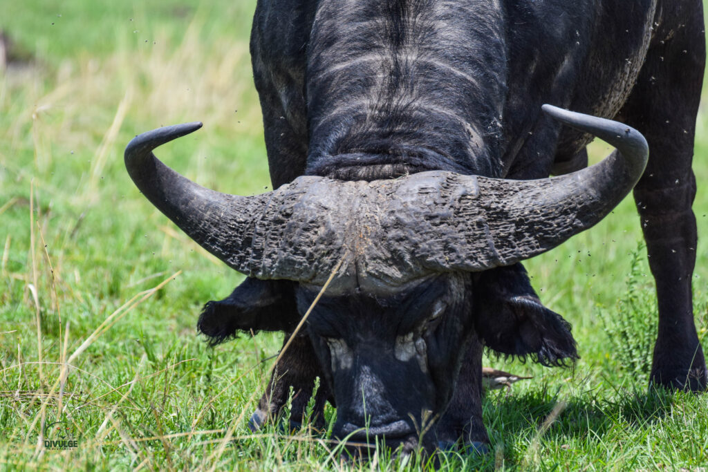 divulge adventures safari pics