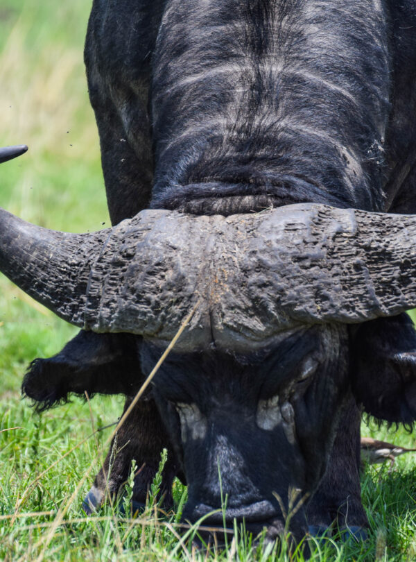 divulge adventures safari pics