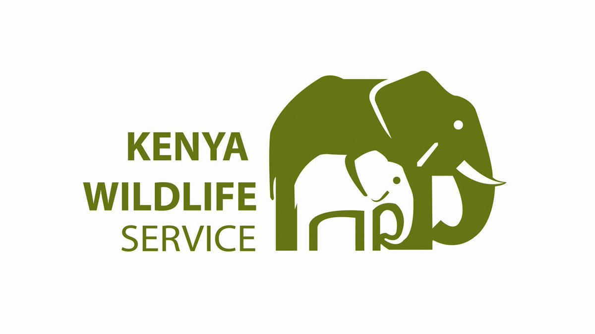 divulge adventures kenya wildlife safaris