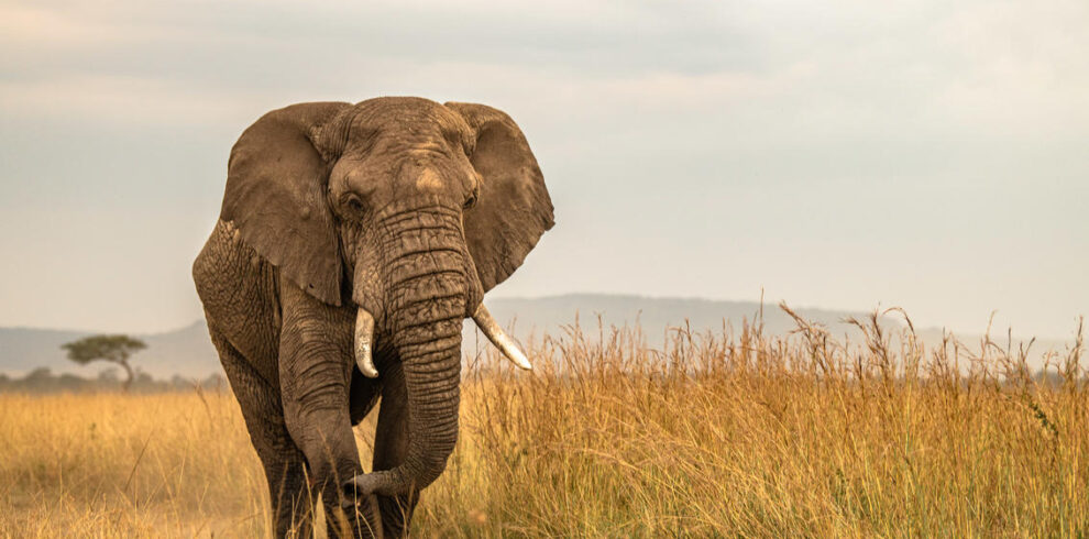 bull elephant in amboseli national park -divulgeadventures