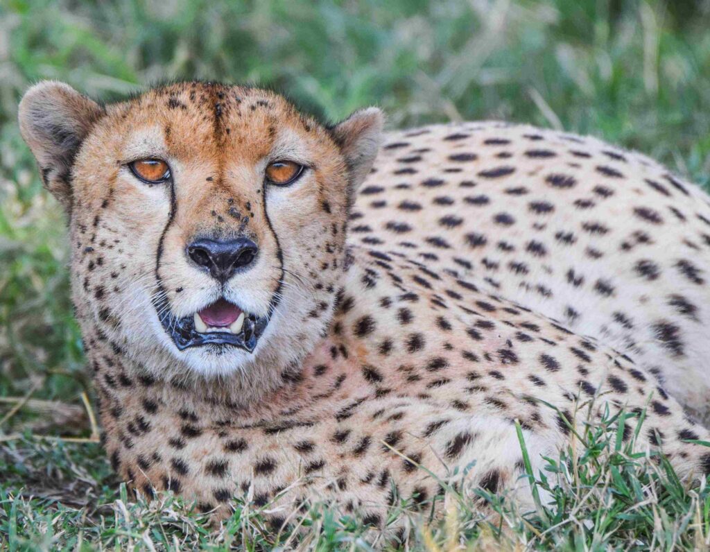 divulge adventures short excursions safaris