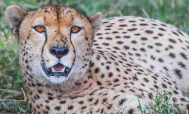 divulge adventures short excursions safaris