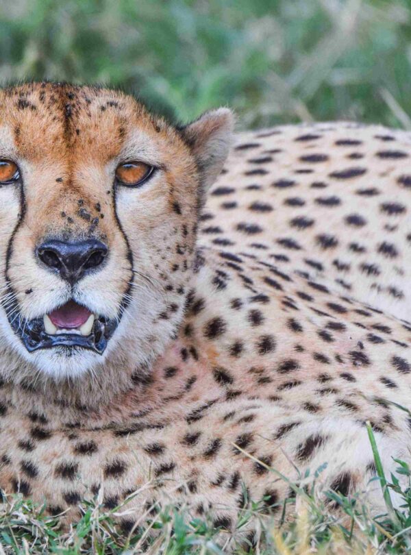 divulge adventures short excursions safaris