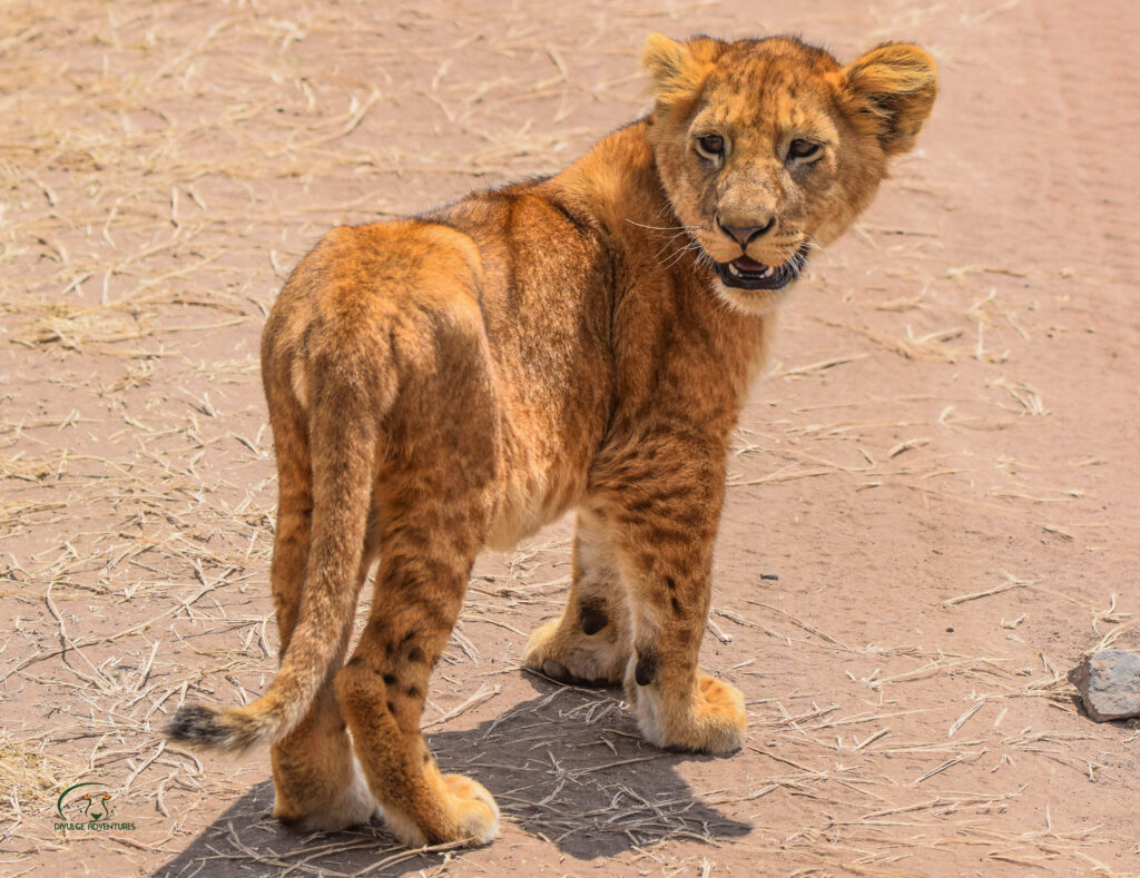 namibia adventure