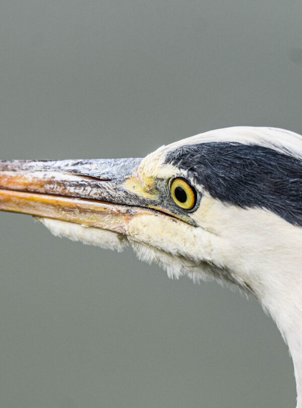 divulge adventures birding safaris