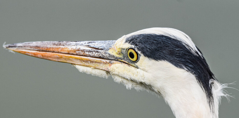 divulge adventures birding safaris