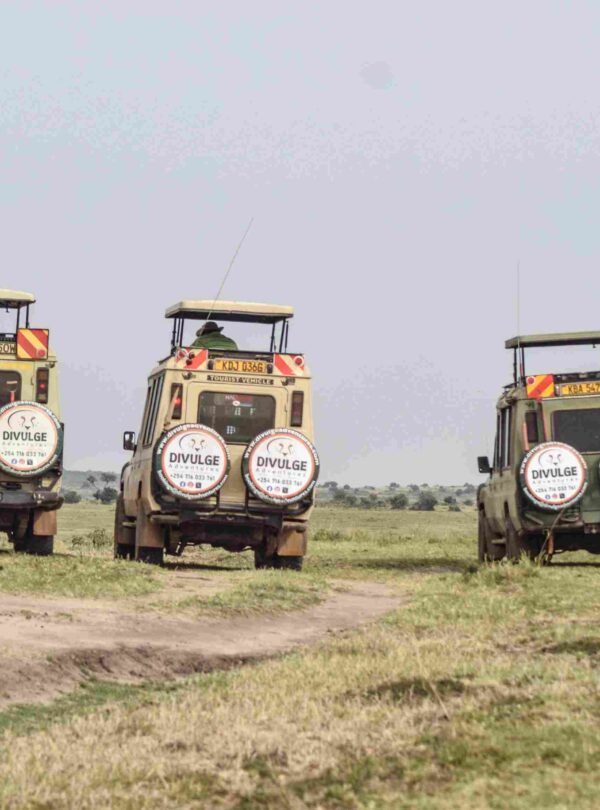 masai mara safari divulge adventures
