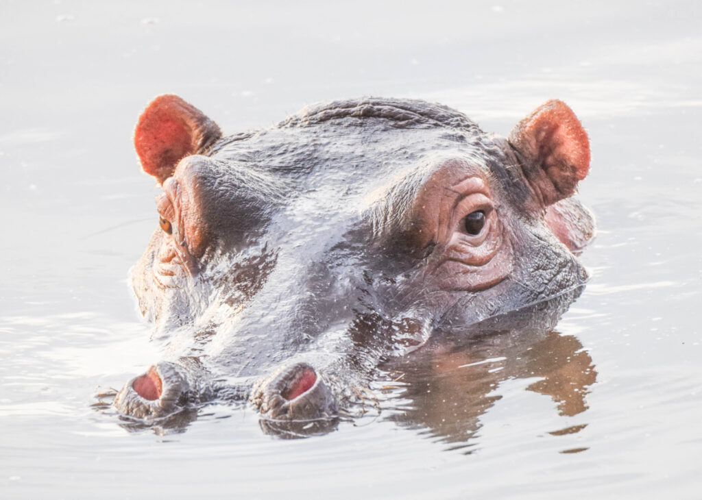 Tanzania & Zanzibar Classic Safari & Beach