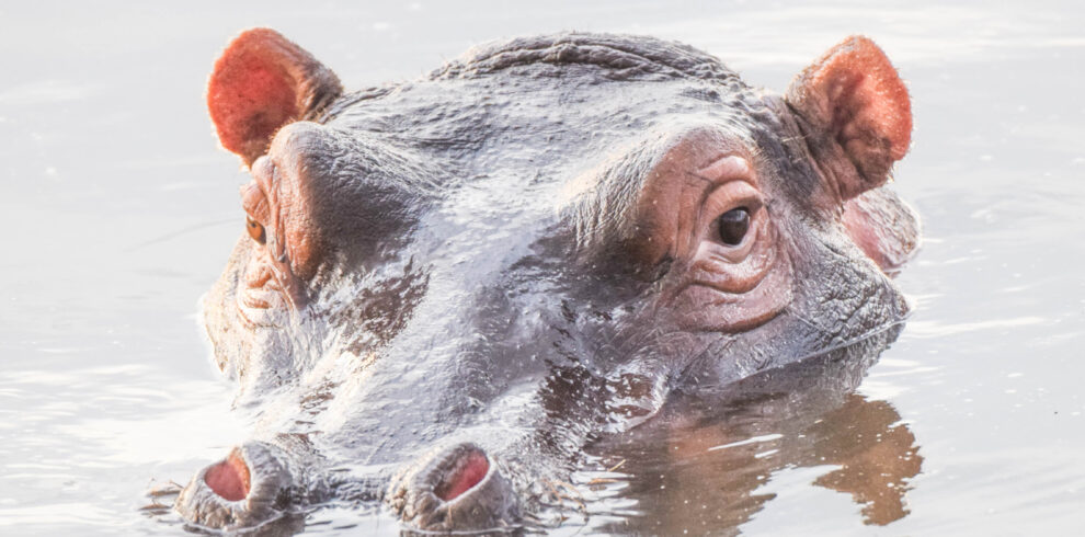 Tanzania & Zanzibar Classic Safari & Beach