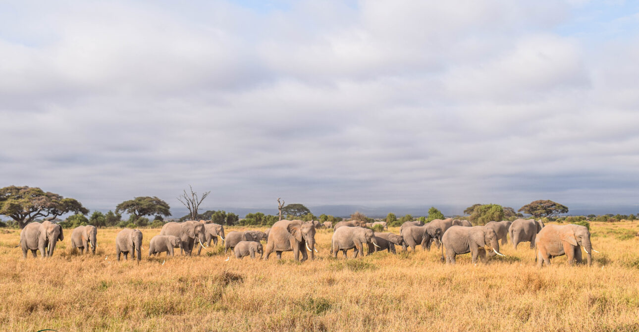 Kenya Park Fees: KWS, Masai Mara and Conservancy Rates Explained