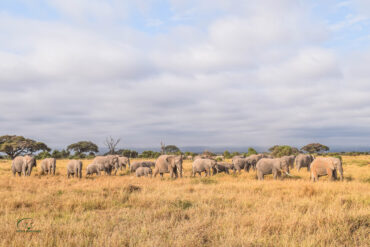 Amboseli National Park Elephants