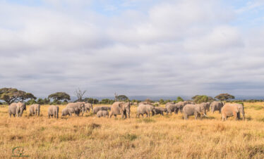 Elephants in Amboseli National Park, Kenya