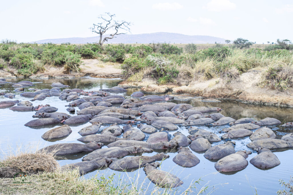 Northern Tanzania Safari