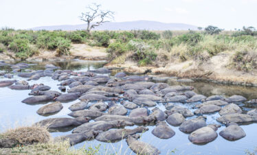 Northern Tanzania Safari