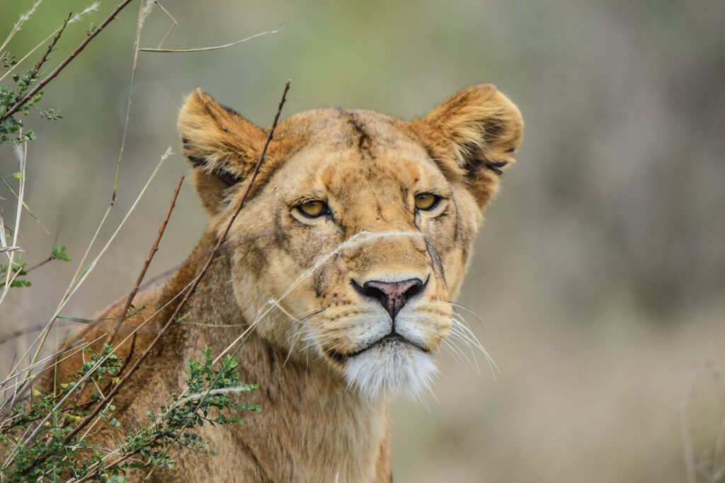 divulge adventures wildebeest migration safari