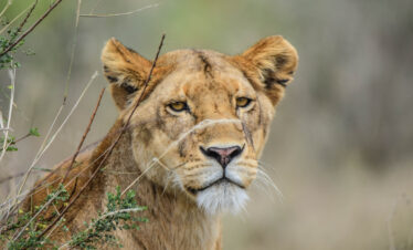 divulge adventures wildebeest migration safari