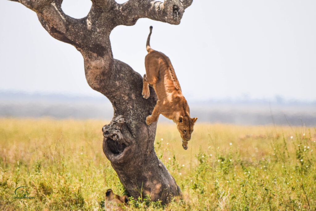 Tanzania & Zanzibar Classic Safari & Beach