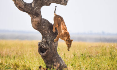 Ngorongoro National Park