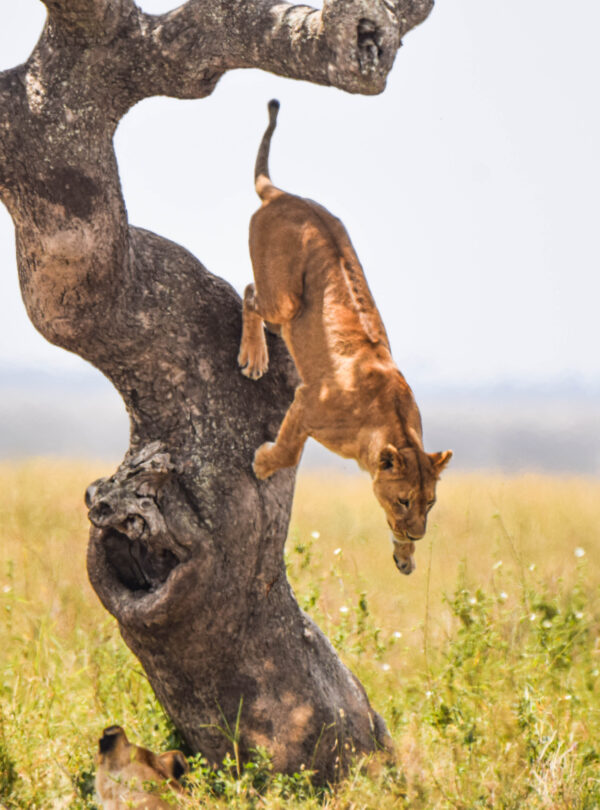 Divulge Adventures Wildlife Photography