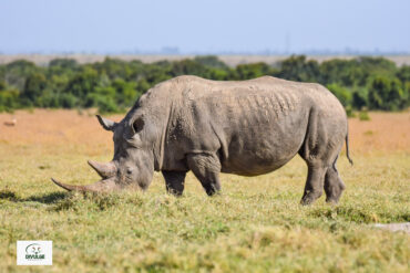 Ol Pejeta Conservancy