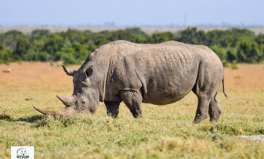 Ol Pejeta Conservancy