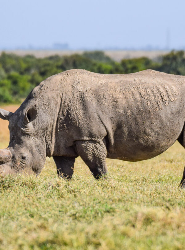 divulge adventures Divulge Adventures Ol Pejeta Meru and Samburu safari