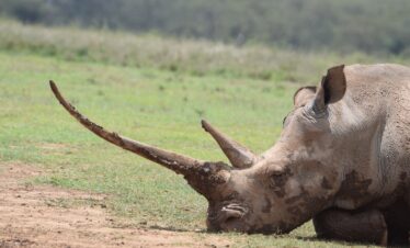 White rhino in Solio Game Reserve, Kenya