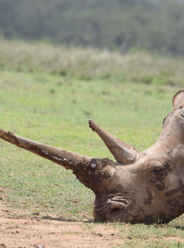 White rhino in Solio Game Reserve, Kenya