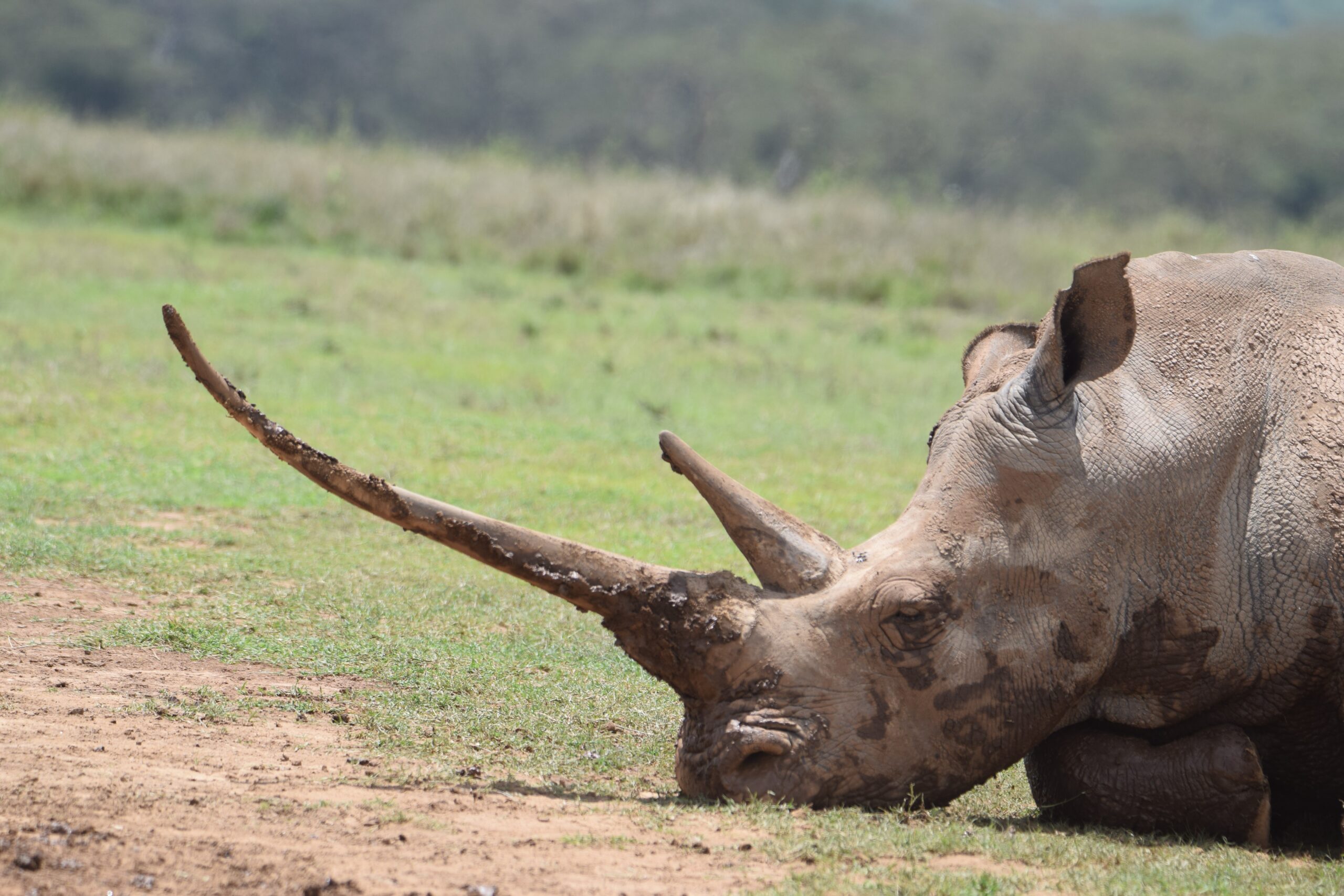 7 day Solio Naivasha and Masai Mara safari: white rhino in Solio Game Reserve