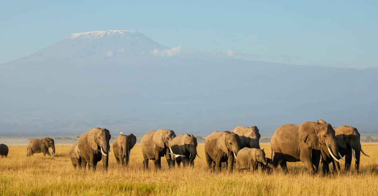 8 Best of Amboseli National Park Attractions