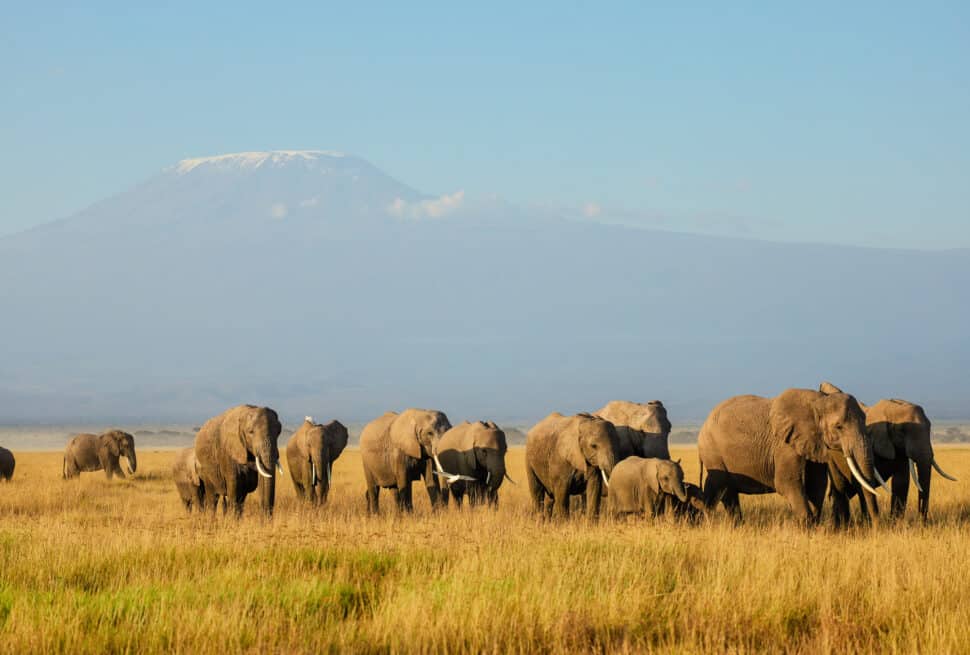 Amboseli National Park attractions Elephants