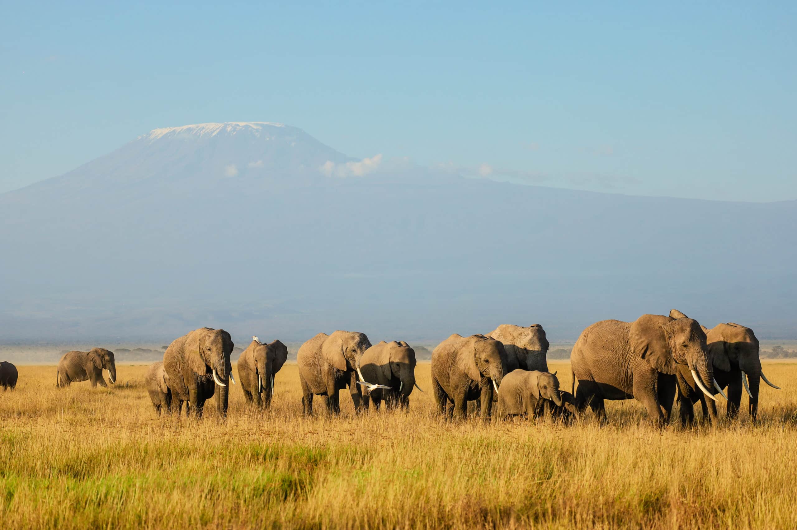 Amboseli National Park attractions Elephants