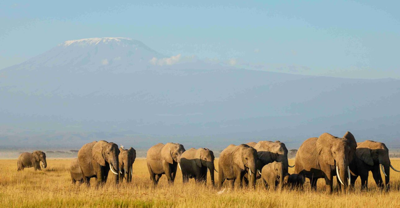 Ruaha National Park