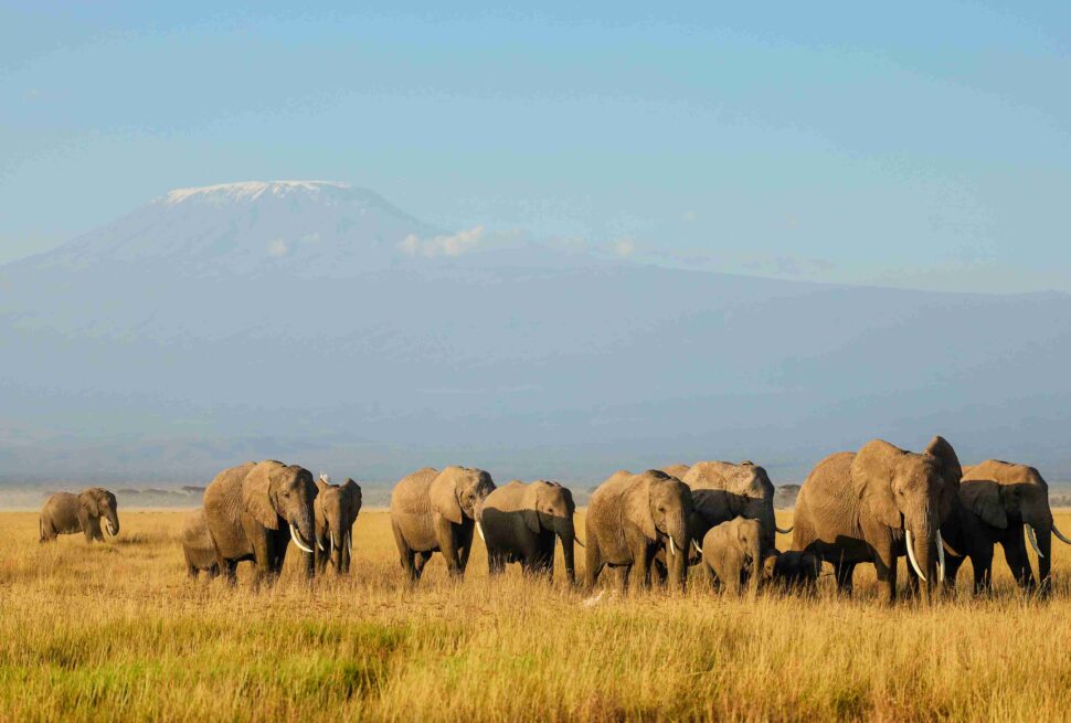 Ruaha National Park