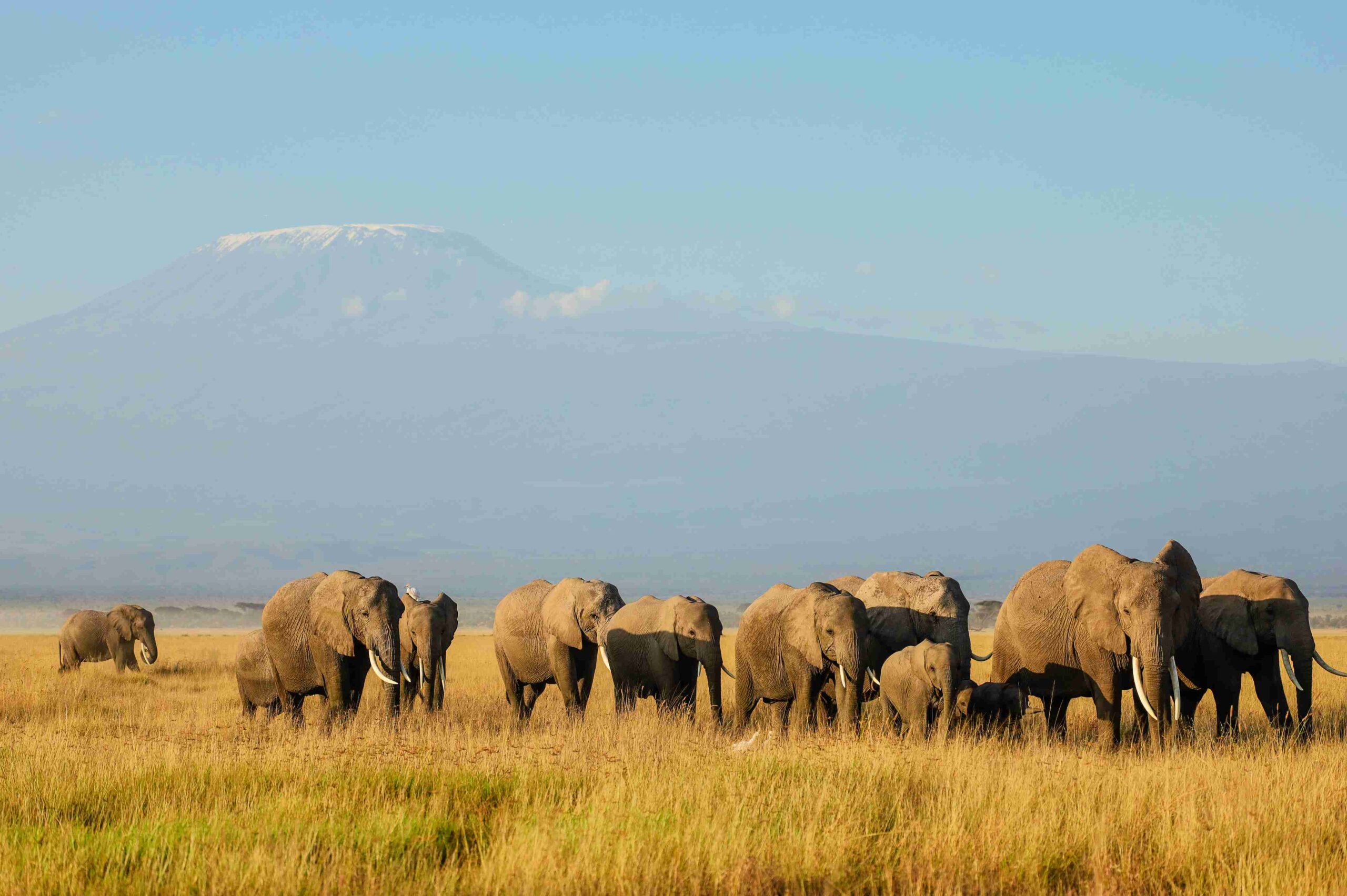 Ruaha National Park
