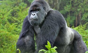 Gorilla Trekking Safari to Bwindi