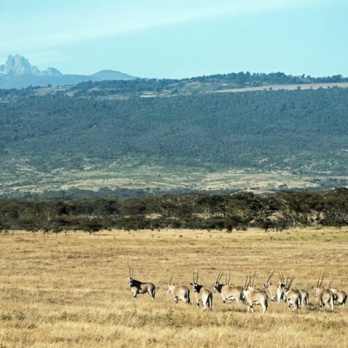 Beisa oryx at Lewa Conservancy with Mount Kenya in the background