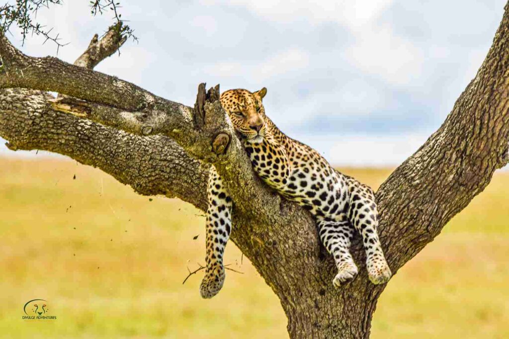 masai mara safari divulge adventures