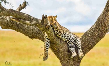 masai mara safari divulge adventures