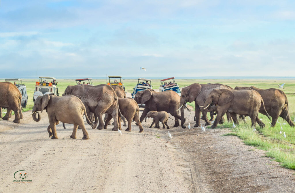 divulge adventures bush and beach safaris