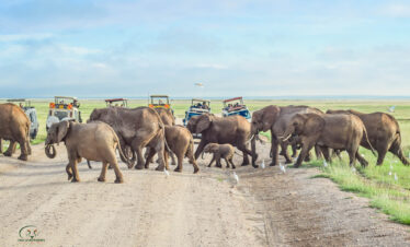 divulge adventures bush and beach safaris