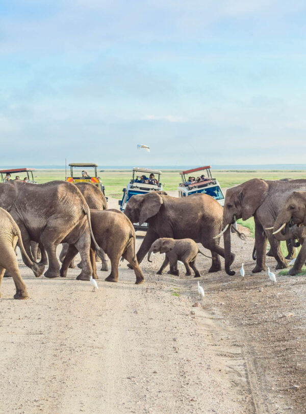 divulge adventures bush and beach safaris