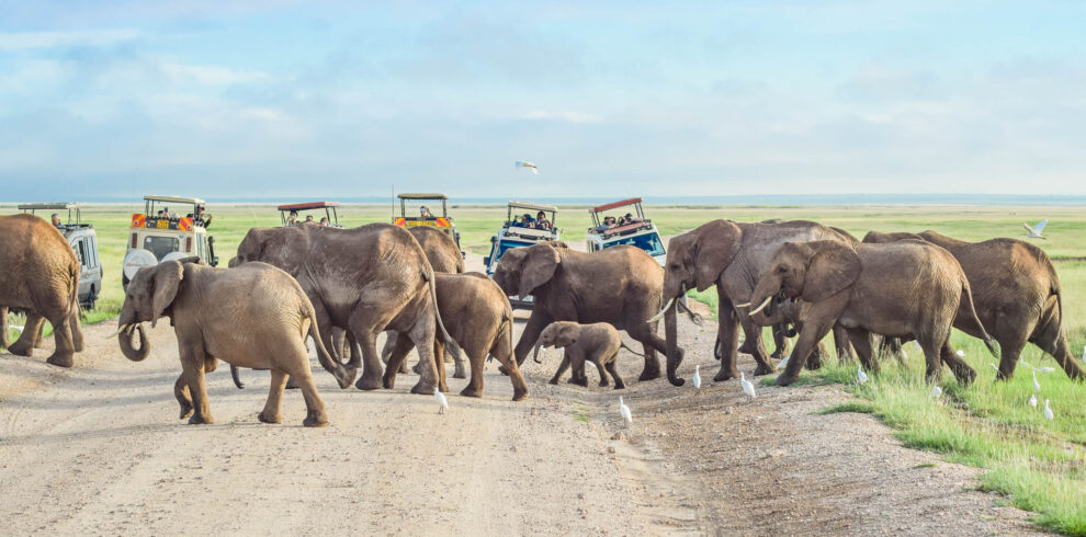 divulge adventures bush and beach safaris