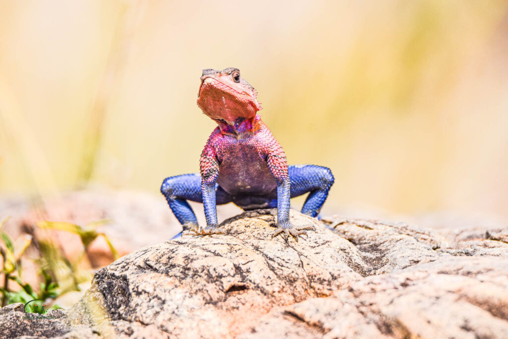 masai mara safari divulge adventures