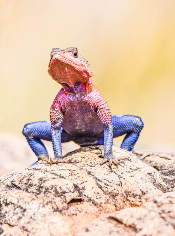 masai mara safari divulge adventures