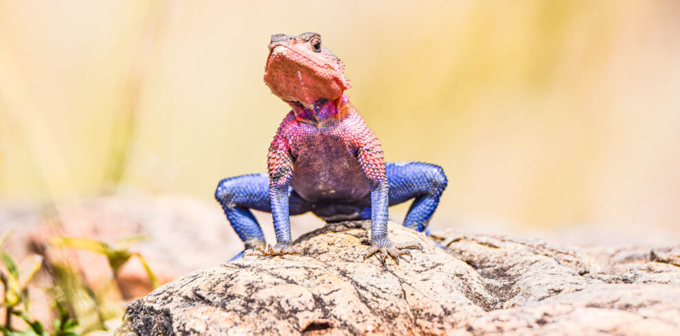 masai mara safari divulge adventures