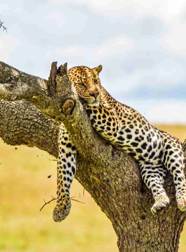 masai mara safari divulge adventures