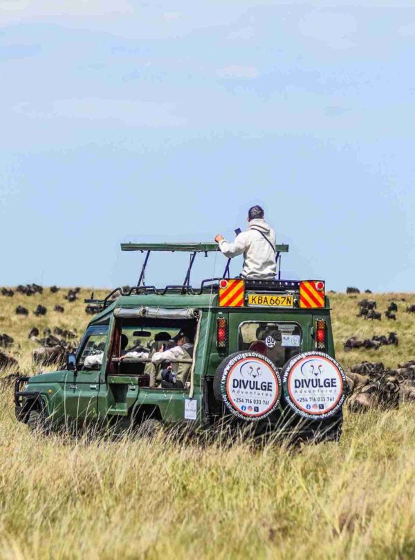 divulge adventures safari