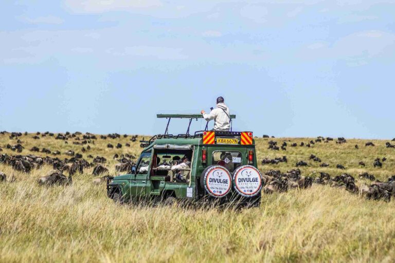 divulge adventures safari